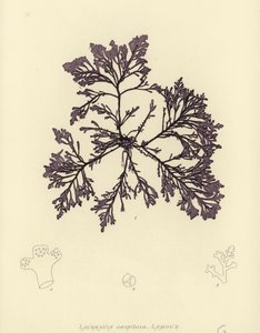 イギリスの海草（自然印刷） 作： English School